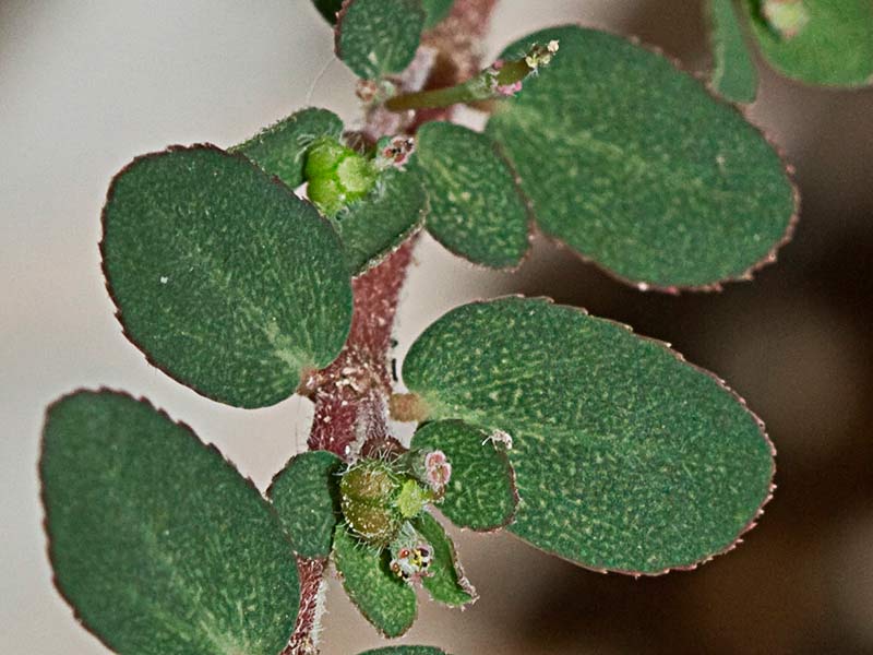 Hierba de la Golondrina (Chamaesyce prostrata)