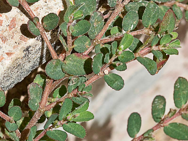 Hierba de la Golondrina (Chamaesyce prostrata)