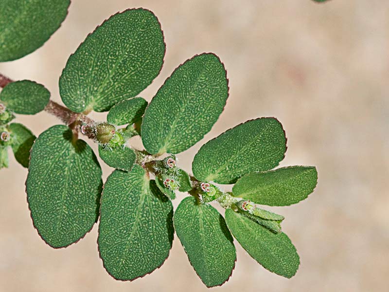 Hierba de la Golondrina (Chamaesyce prostrata)