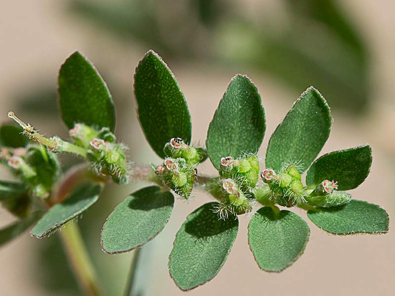 Hierba de la Golondrina (Chamaesyce prostrata)