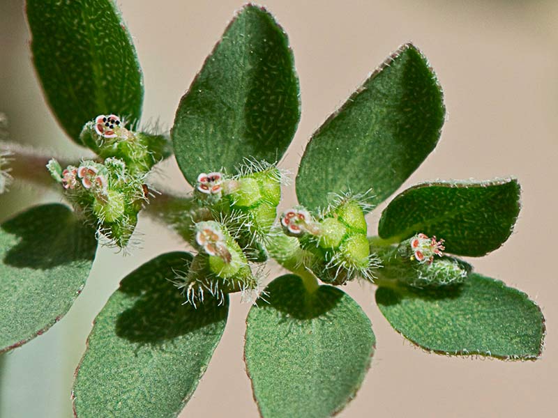 Hierba de la Golondrina (Chamaesyce prostrata)
