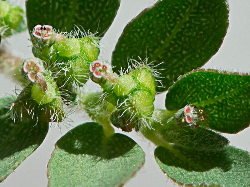 Hierba de la Golondrina (Chamaesyce prostrata)