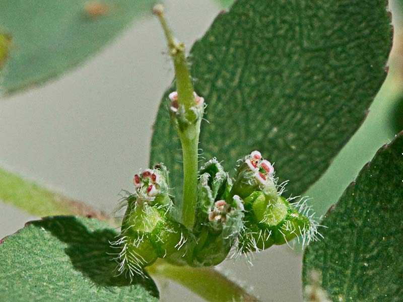 Hierba de la Golondrina (Chamaesyce prostrata)