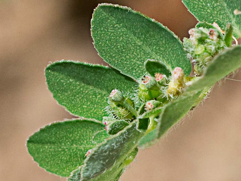 Hierba de la Golondrina (Chamaesyce prostrata)