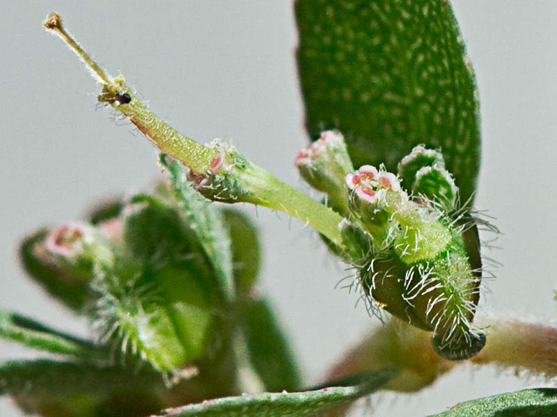 Hierba de la Golondrina (Chamaesyce prostrata)