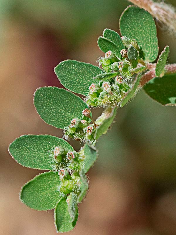 Hierba de la Golondrina (Chamaesyce prostrata)