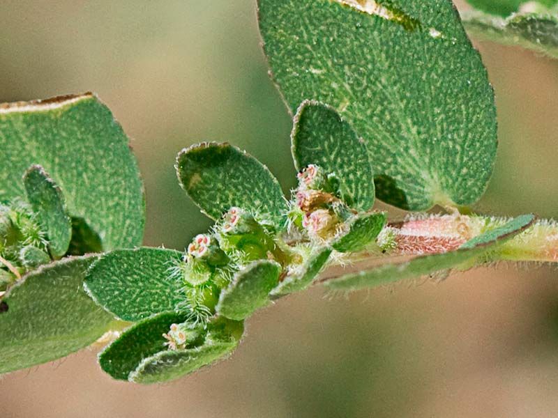 Hierba de la Golondrina (Chamaesyce prostrata)