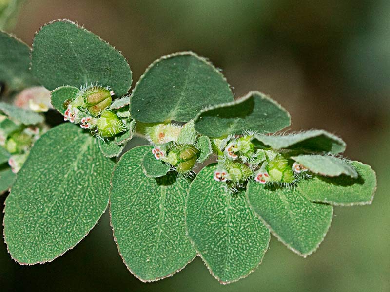 Hierba de la Golondrina (Chamaesyce prostrata)