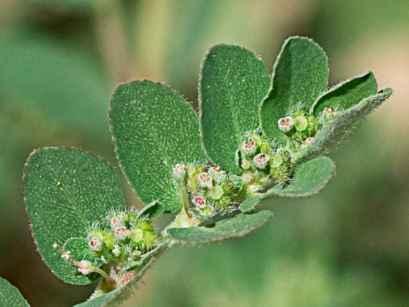 Hierba de la Golondrina (Chamaesyce prostrata)