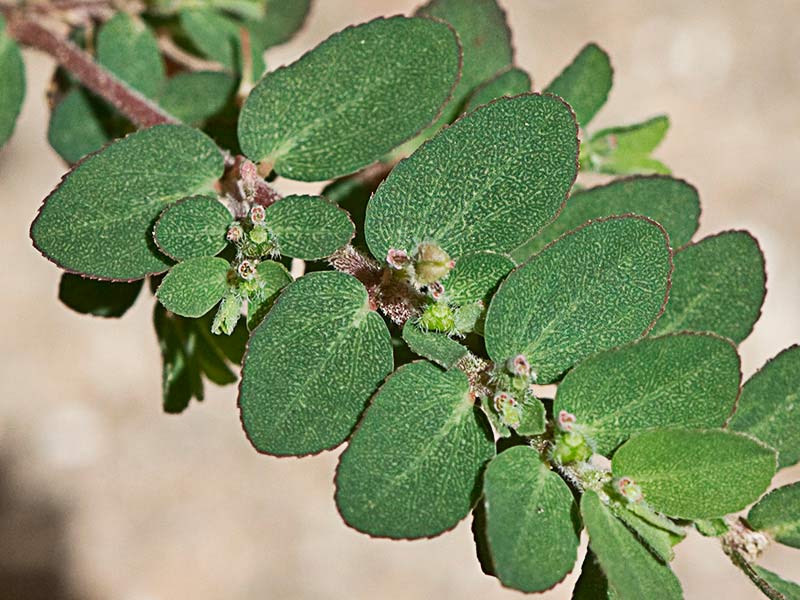 Hierba de la Golondrina (Chamaesyce prostrata)