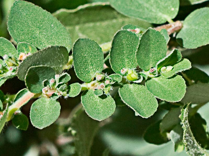 Hierba de la Golondrina (Chamaesyce prostrata)