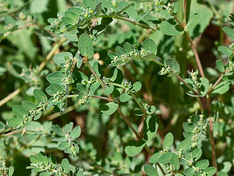 Hierba de la Golondrina (Chamaesyce prostrata)