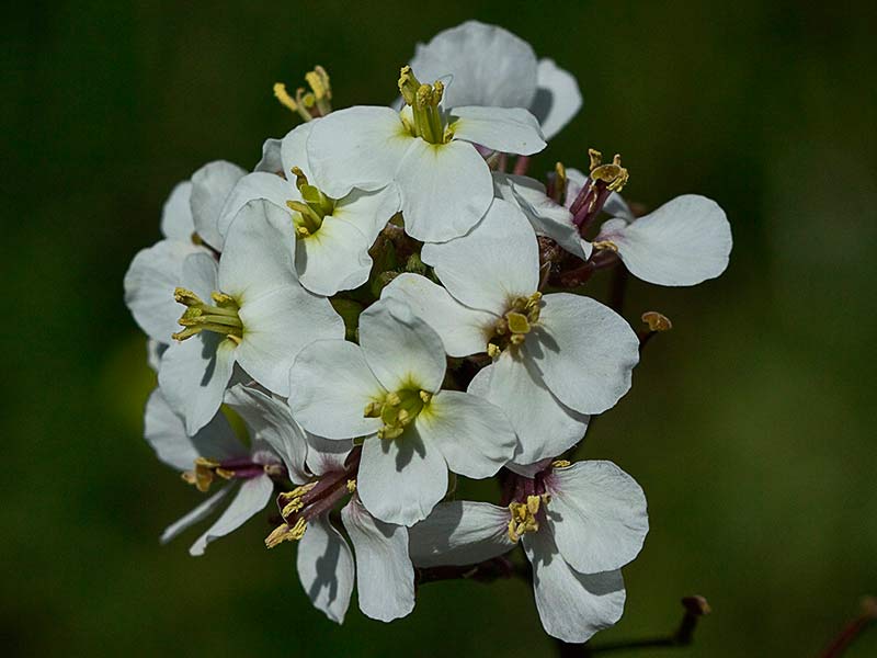 Rabanillo blanco (Diplotaxis erucoides)