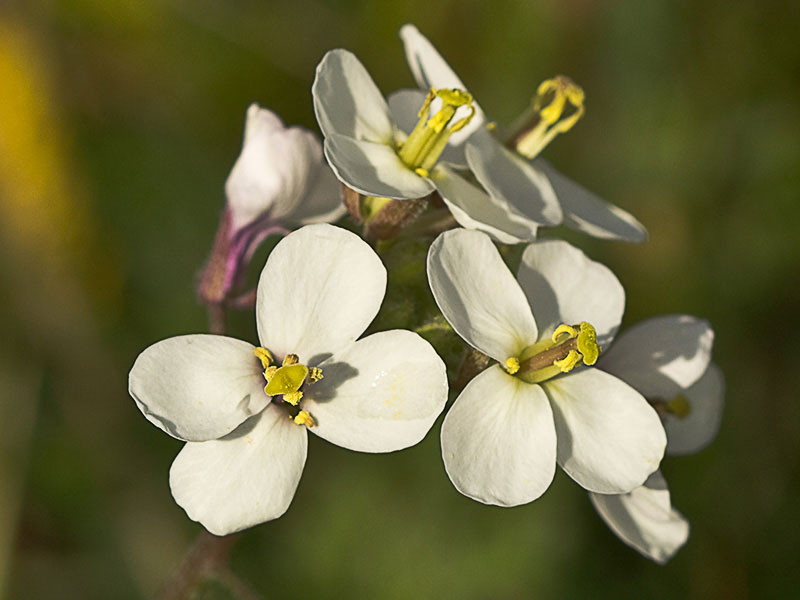 Rabanillo blanco (Diplotaxis erucoides)