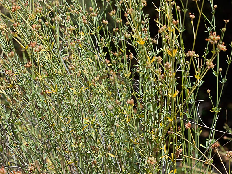 Mata con semillas de la bocha (Dorycnium pentaphyllum)