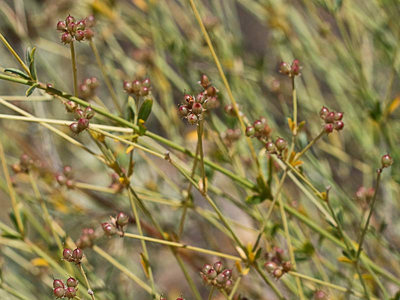 Mata con frutos de la bocha (Dorycnium pentaphyllum)