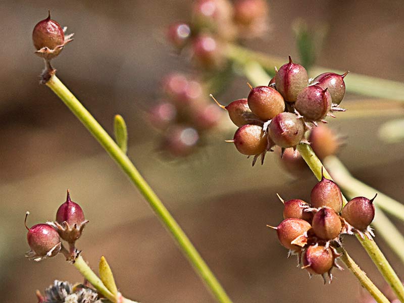 Frutos de la bocha (Dorycnium pentaphyllum)