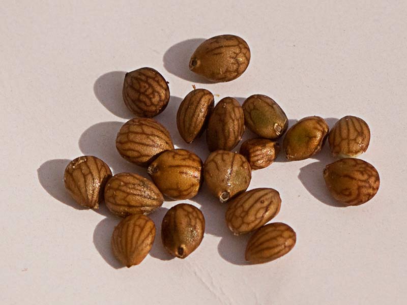Semillas de la bocha (Dorycnium pentaphyllum)