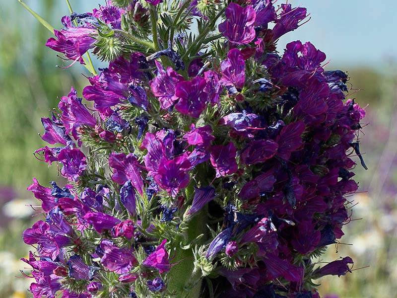 Fenómeno de la fasciación o crestación en la Viborera (Echium plantagineum) 