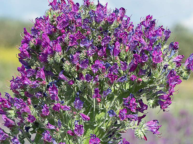 Fenómeno de la fasciación o crestación en la Viborera (Echium plantagineum)