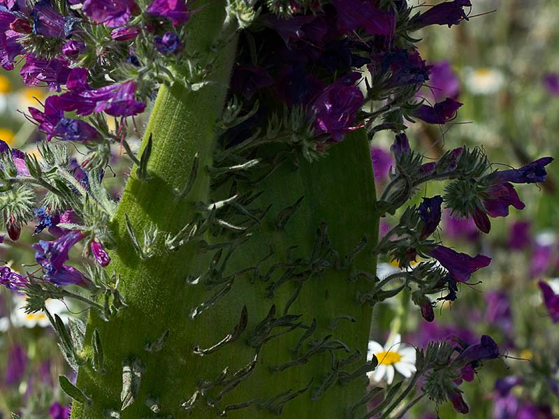 Fenómeno de la fasciación o crestación del tallo en la Viborera (Echium plantagineum) 