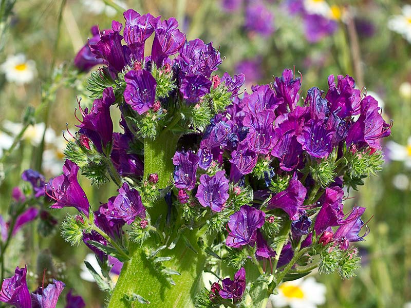 Ejemplar crestado de la Viborera (Echium plantagineum) 