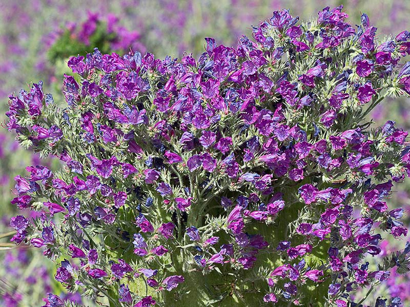 Cima de flores de una planta crestada o fasciacionada por el fenómeno de la fasciación o crestación en la Viborera (Echium plantagineum) 