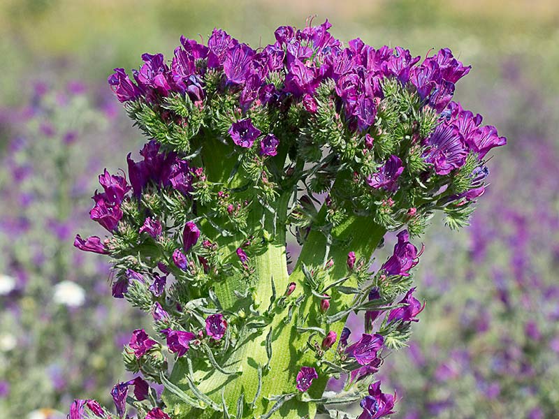 Fenómeno de la fasciación o crestación en la Viborera (Echium plantagineum)
