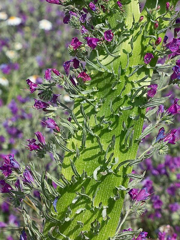 Tallo en forma de cinta por el fenómeno de la fasciación o crestación en un ejemplar de la Viborera (Echium plantagineum)