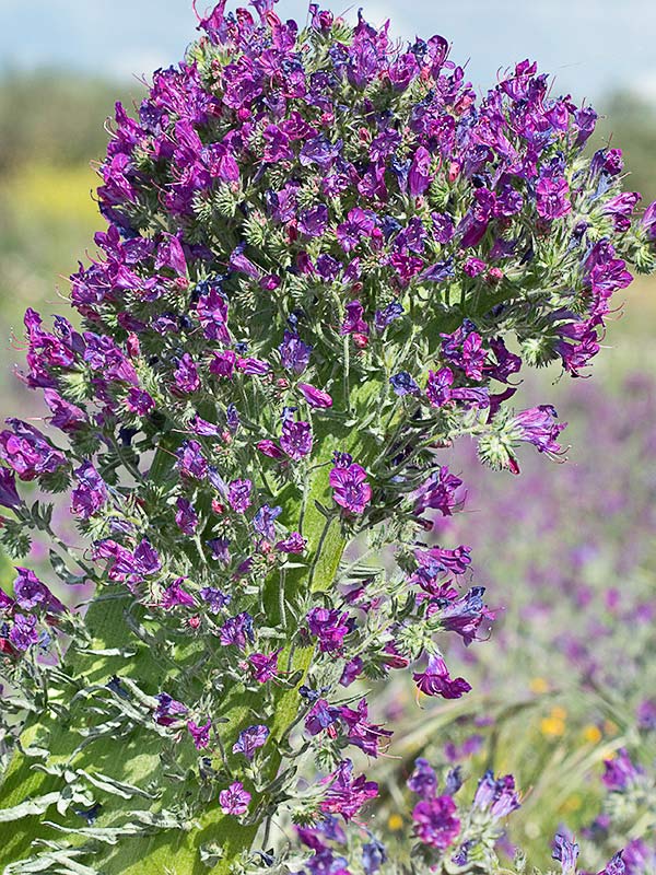 Fenómeno de la fasciación o crestación en la Viborera (Echium plantagineum)