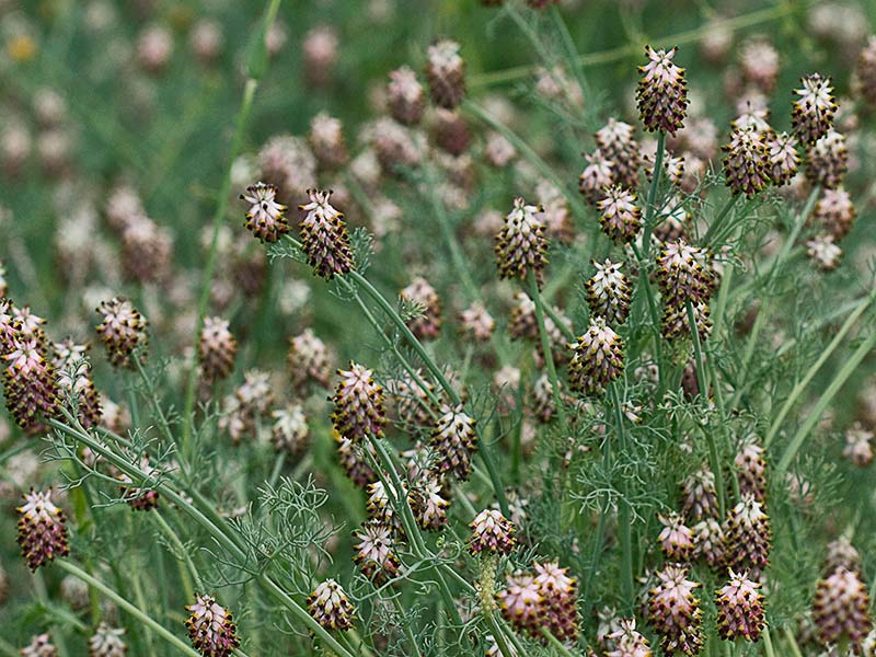 Ejemplares de Conobio (Fumaria parviflora)