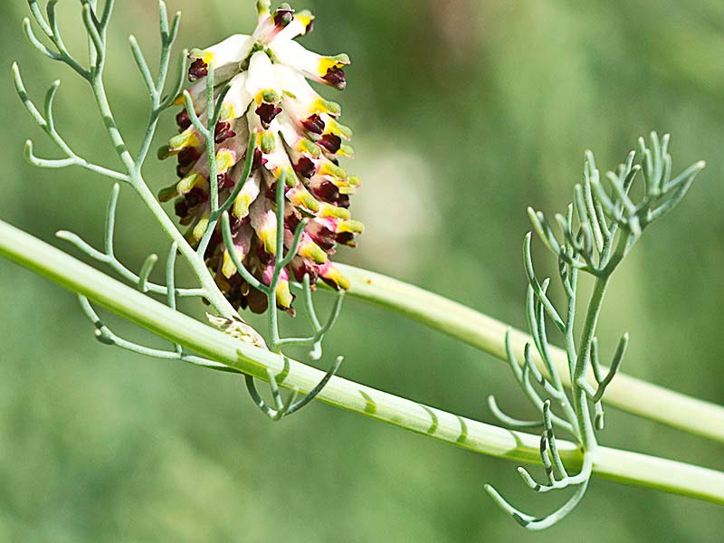 Conobio (Fumaria parviflora)