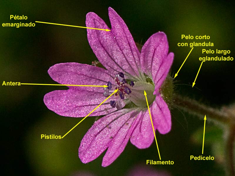 Geranium molle