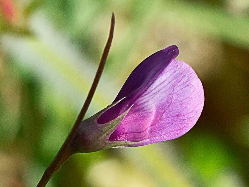 Almorta de monte (Lathyrus cicera)