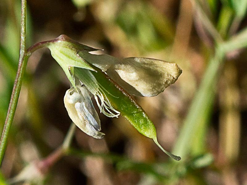 Fruto de la Almorta de monte (Lathyrus cicera)
