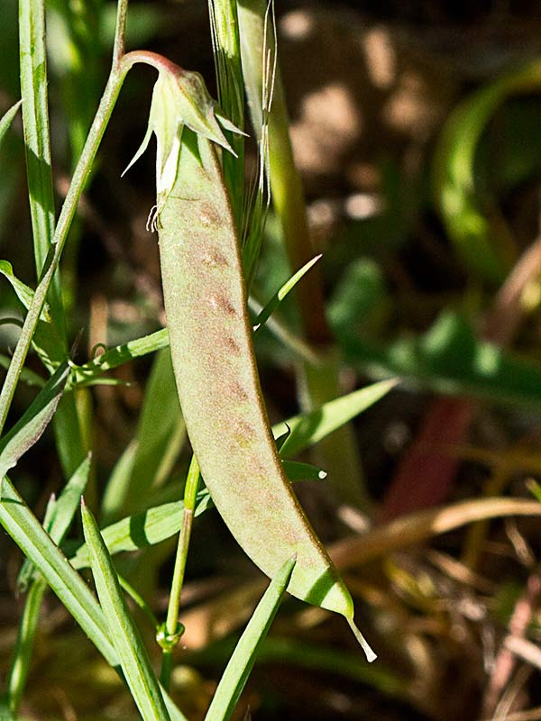 Fruto de la Almorta de monte (Lathyrus cicera)