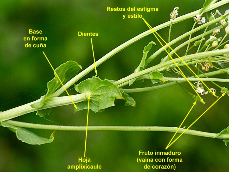 Tallo de Capellanes (Lepidium draba)