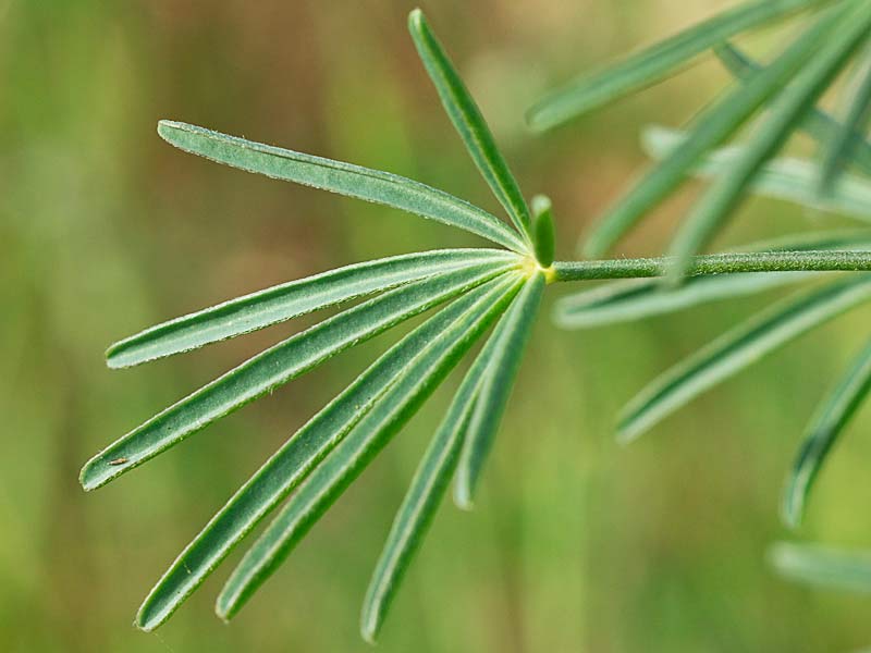 Lupinus angustifolius, altramuz azul