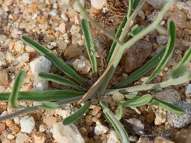 Roseta basal de la Malcolmia triloba, alhelí marino