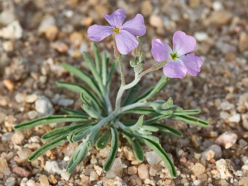 mata de Malcolmia triloba, alhelí marino