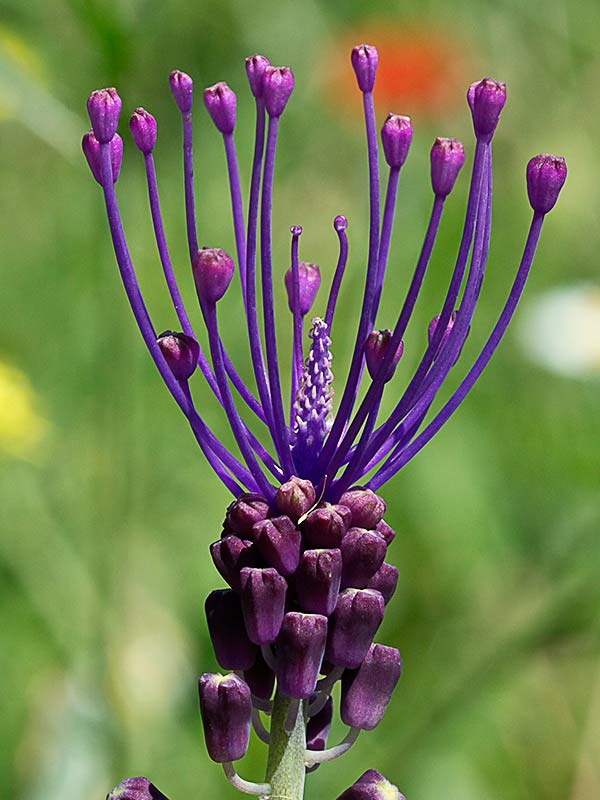 Jacinto comoso (Muscari comosum)