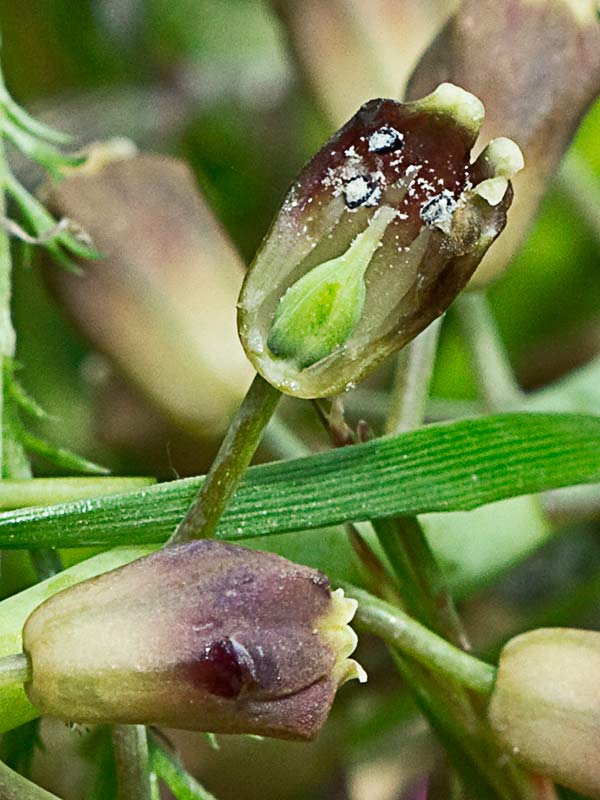 Fruto del Jacinto comoso (Muscari comosum)