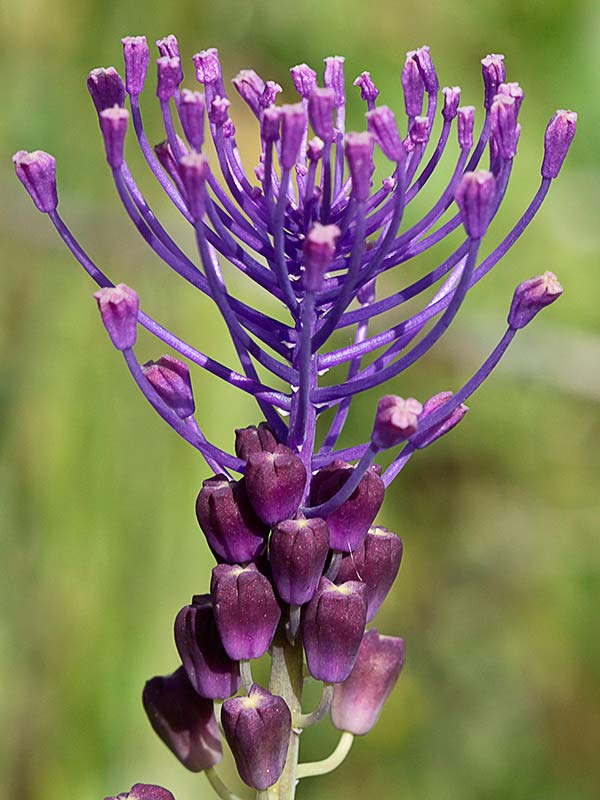 Jacinto comoso (Muscari comosum)