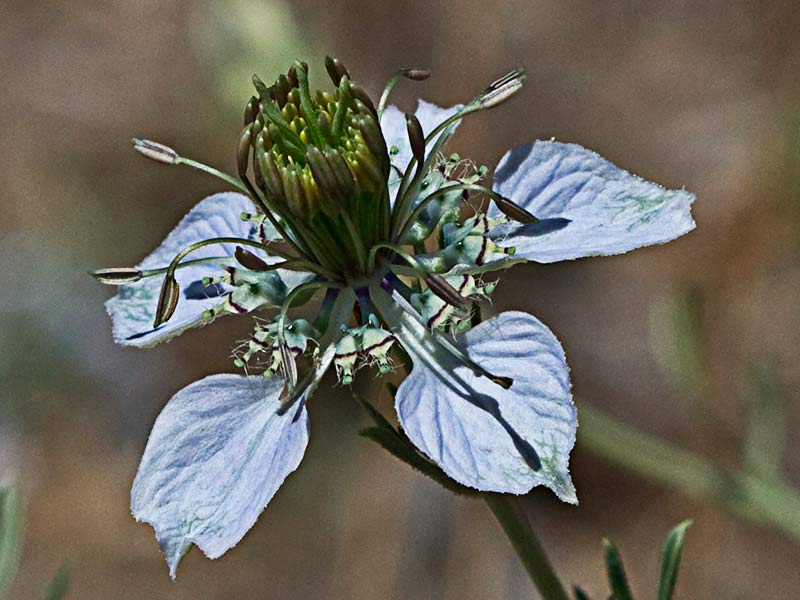 Inflorescencia de la Neguilla (Nigella gallica)