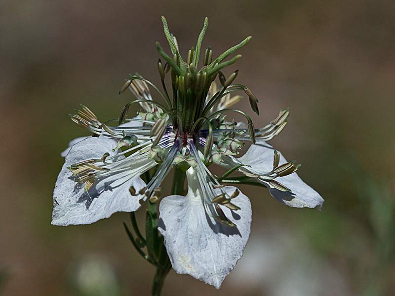Inflorescencia de la Neguilla (Nigella gallica)