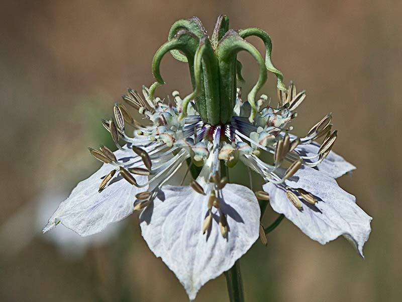 Inflorescencia de la Neguilla (Nigella gallica)