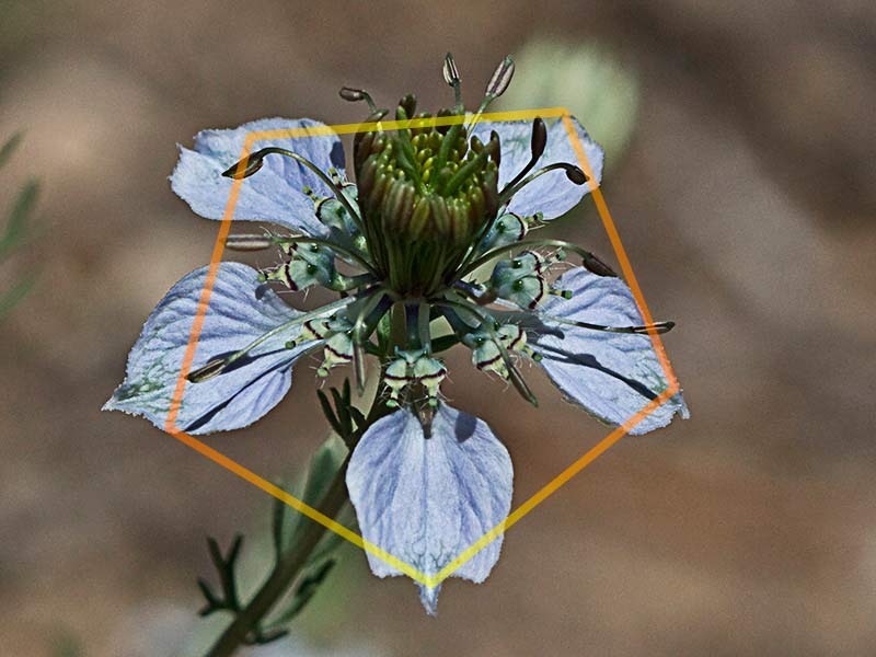 Los cinco sépalos de la Neguilla forman un pentágono (Nigella gallica)