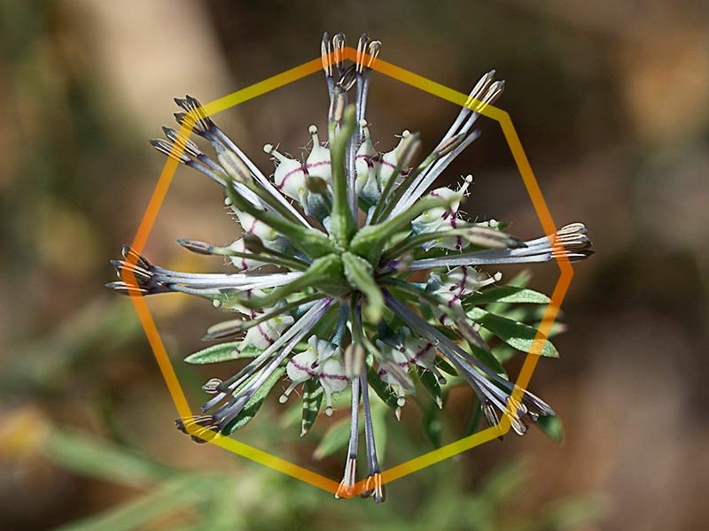 Las anteras de los estambres de la Neguilla forman un octógono regular (Nigella gallica)