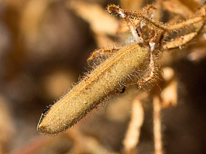 Cápsula de la hierba garbancera (Ononis pubescens)