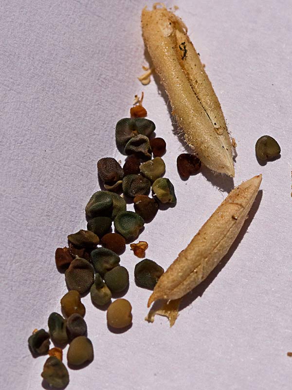 Semillas y cápsulas de la hierba garbancera (Ononis pubescens)